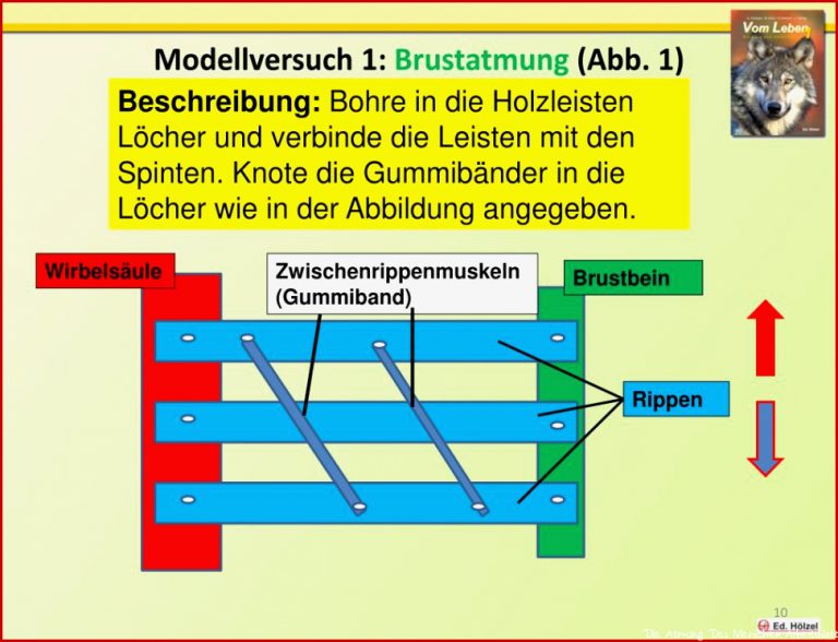 PPT Die Atmung des Menschen PowerPoint Presentation