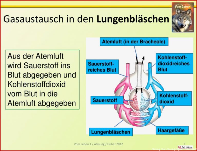 PPT Die Atmung des Menschen PowerPoint Presentation