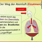 Ppt Die atmung Des Menschen Powerpoint Presentation Id