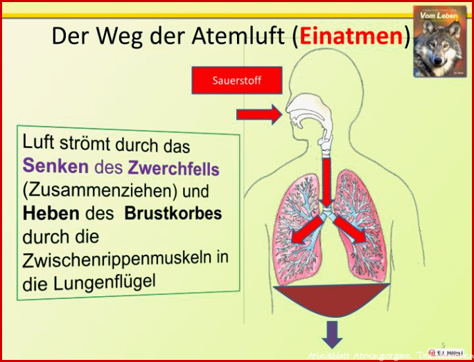 PPT Die Atmung des Menschen PowerPoint Presentation ID