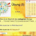 Ppt Proteinbiosynthese Powerpoint Presentation Free