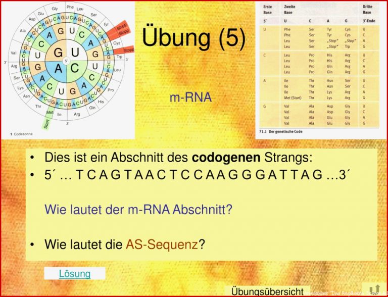 Ppt Proteinbiosynthese Powerpoint Presentation Free