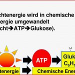 Ppt Zellatmung Und Fotosynthese Powerpoint Presentation