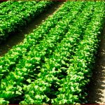 Produktvorstellung Kopfsalat Von Der Aussaat Bis Zur Ernte