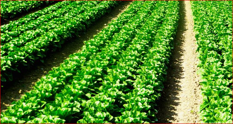 Produktvorstellung Kopfsalat von der Aussaat bis zur Ernte