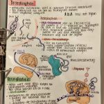 Proteinbiosynthese Transkription Translation In 2020