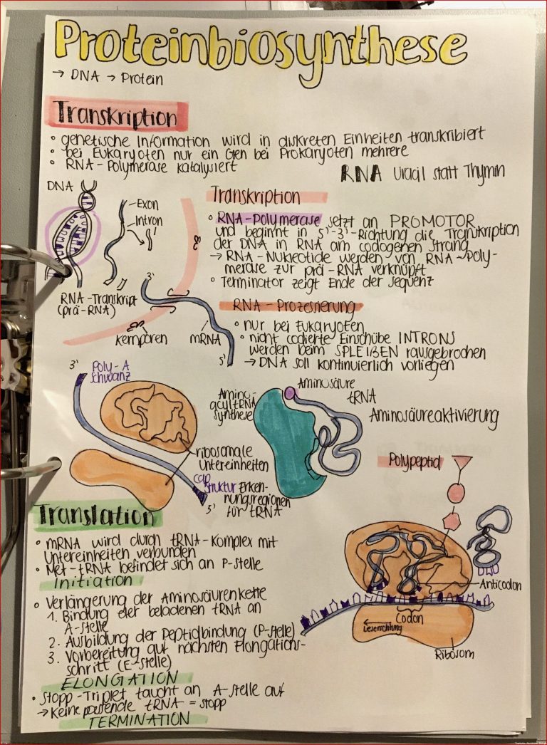 Proteinbiosynthese transkription translation in 2020