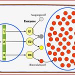 Proteinsynthese