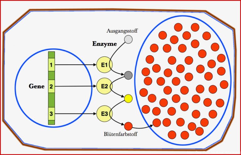 Proteinsynthese