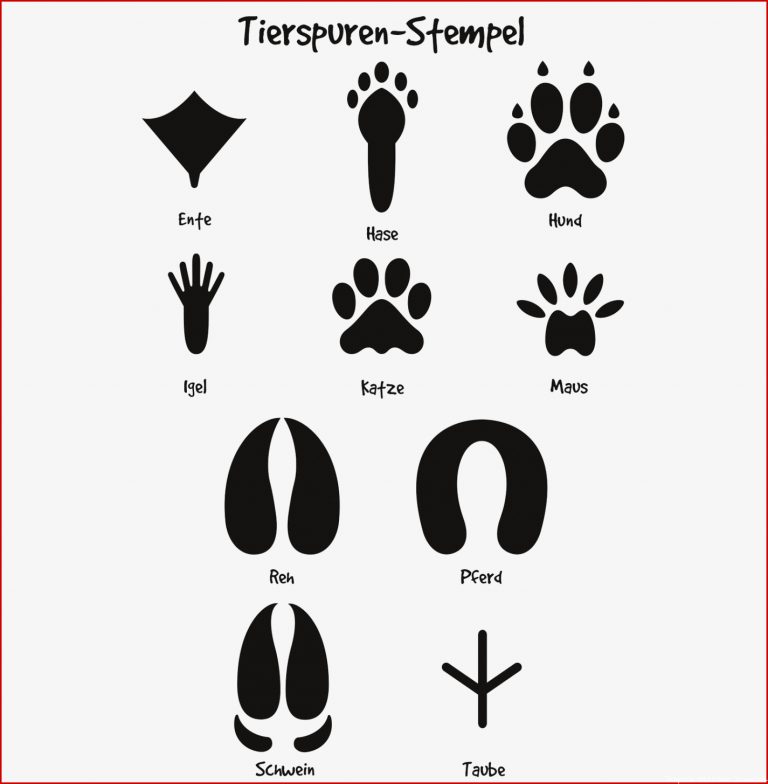 Rätsel Tierspuren Biologie Tierspuren 01a