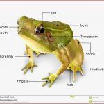 Rana Frog Stock Illustration Illustration Of Frog Image