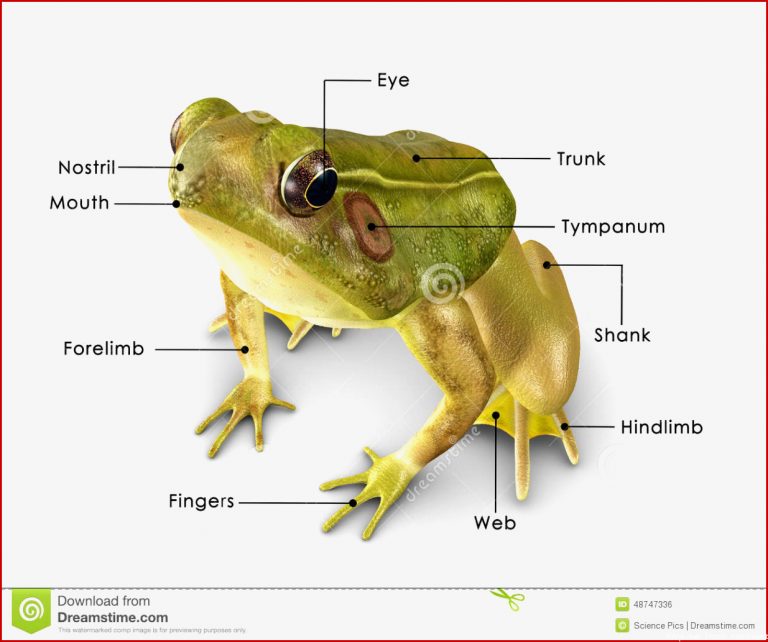 Rana Frog Stock Illustration Illustration Of Frog Image