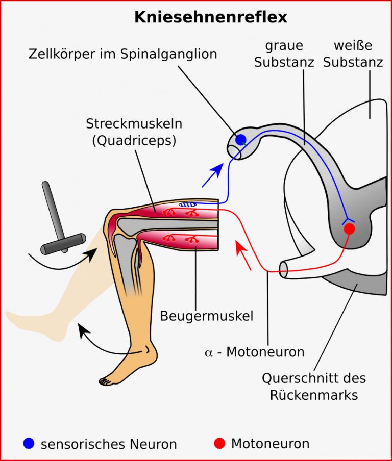 Reflexe Und Reflexbögen Verhalten Line Kurse