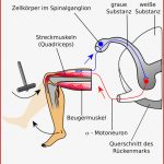 Reflexe Und Reflexbögen Verhalten Line Kurse