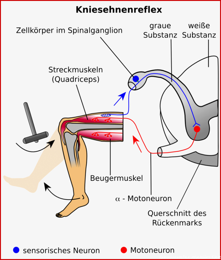 Reflexe und Reflexbögen Verhalten line Kurse