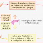 Regulation Des Blutzuckerspiegels