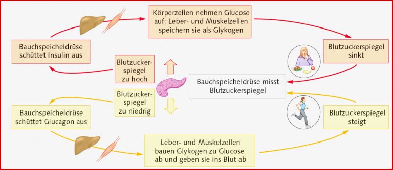 Regulation des Blutzuckerspiegels