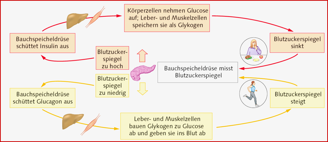 Regulation Des Blutzuckerspiegels