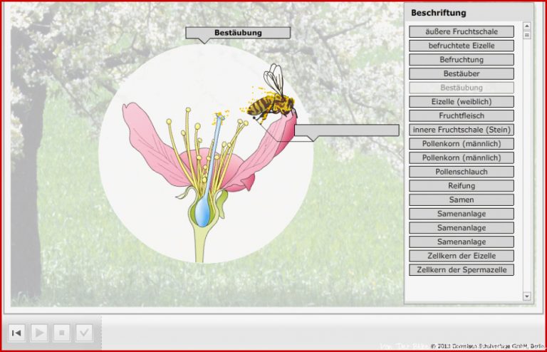 Reihe Biosphäre — Titel Blütenpflanzen — Von der Blüte