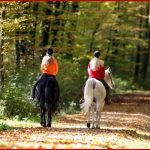 Reiten Im Wald Wo Darf Geritten Werden Und Wo Nicht