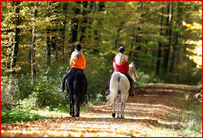 Reiten Im Wald Wo Darf Geritten Werden Und Wo Nicht