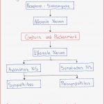 Reiz Reaktions Schema Nervensystem