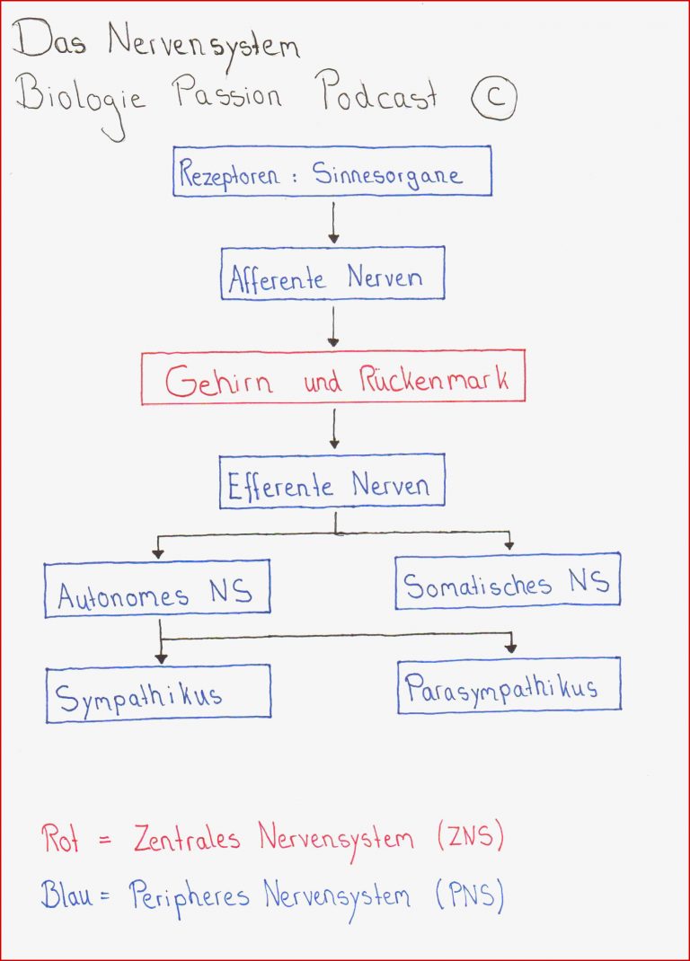 Reiz Reaktions Schema Nervensystem