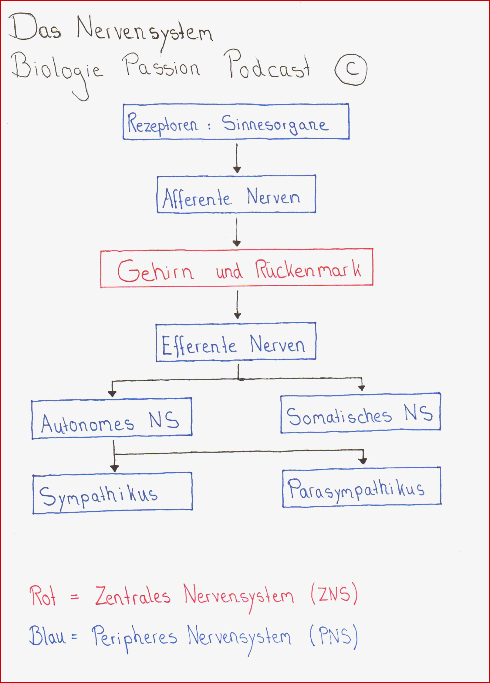 Reiz Reaktions Schema Nervensystem