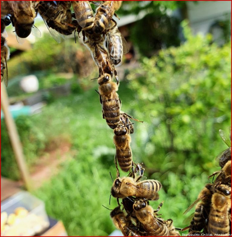 Ressourcen – Bienenzuchtverein Roßdorf Und Umgebung E V