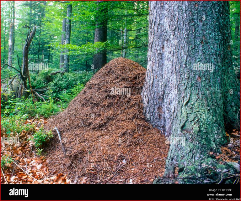 Rote Waldameise Grosse Rote Waldameise Formica rufa