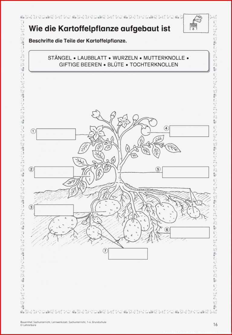 Sachkunde Kartoffel Grundschule Arbeitsblätter Kostenlos