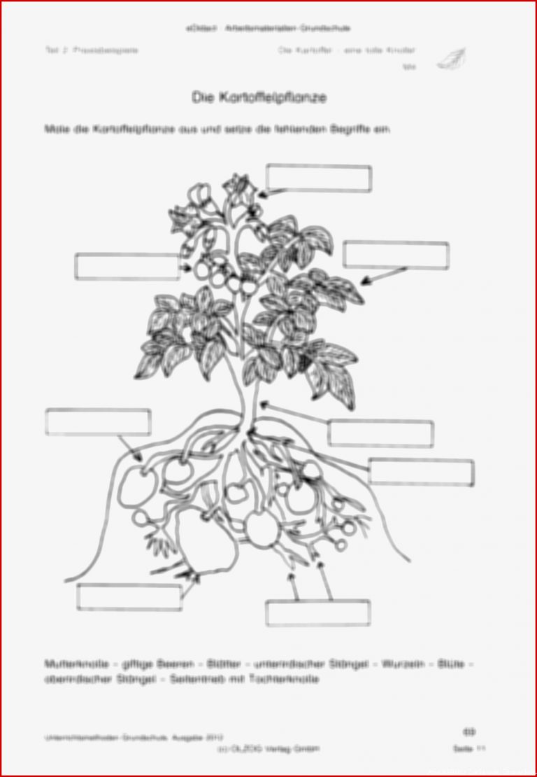 Sachkunde Kartoffel Grundschule Arbeitsblätter Kostenlos