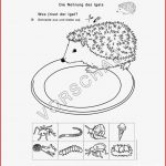 Sachunterricht Arbeitsblatt Igel 2 Klasse Felipa Allen