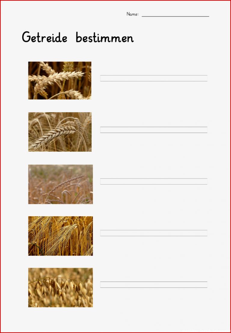 Sachunterricht Grundschule Getreide Arbeitsblätter