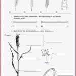 Sachunterricht Klasse 3 Arbeitsblätter Getreide Kostenlos