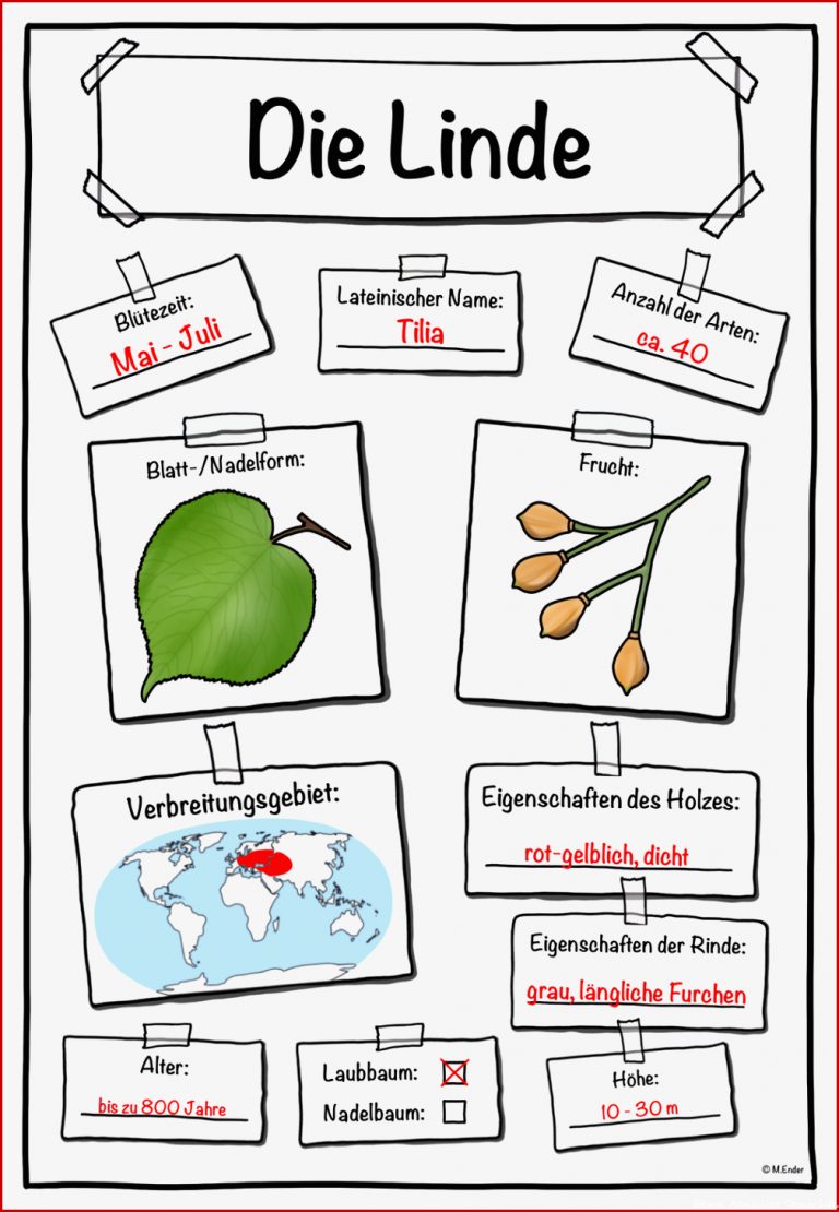 Sachunterricht Klasse 3 Bäume Arbeitsblätter Kostenlos