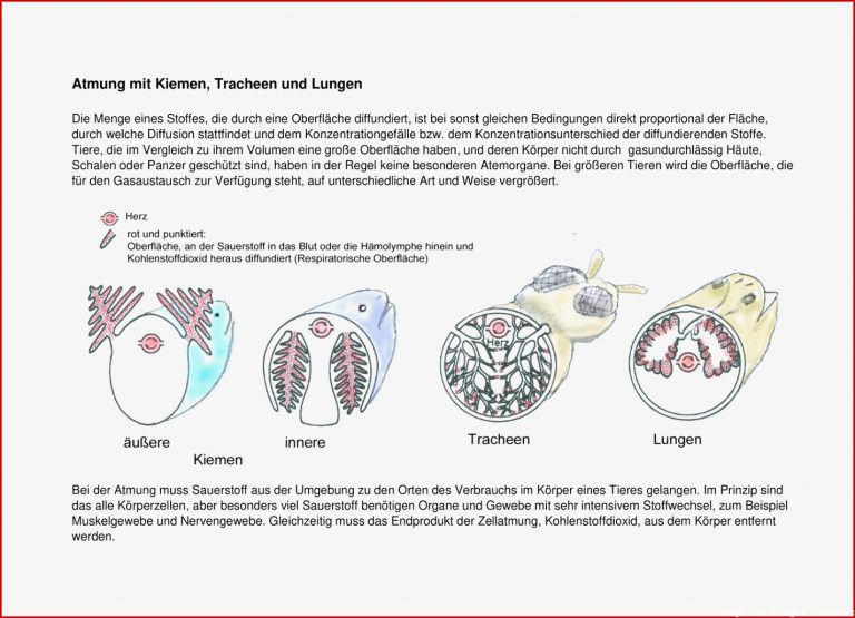 Säu iere Biologie 5 Klasse Gymnasium Arbeitsblätter