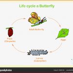 Schema Des Lebenszyklus Ein Schmetterling Flaches Design