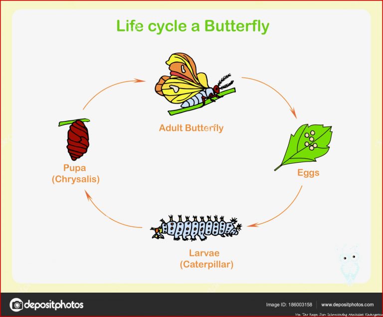 Schema Des Lebenszyklus Ein Schmetterling Flaches Design