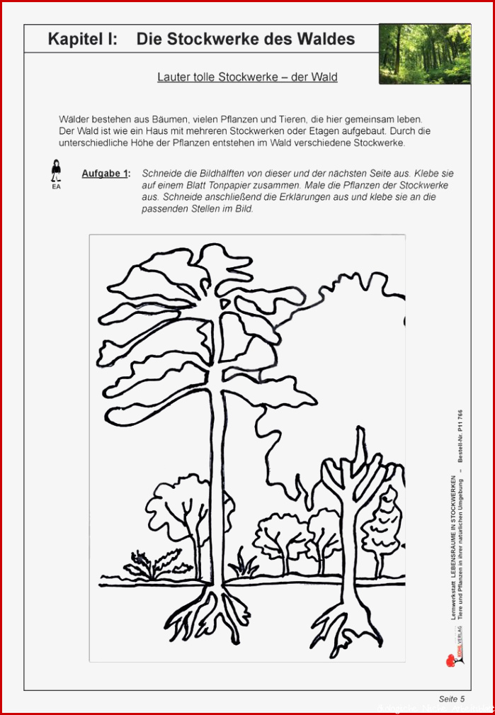 Schichten Des Waldes Grundschule Arbeitsblatt Schön Die