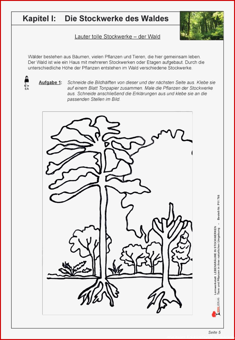 Schichten Des Waldes Grundschule Arbeitsblatt Schön Die