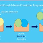 SchlÃ¼ssel-schloss-prinzip â¢ Einfach ErklÃ¤rt: Enzyme, Beispiel ...