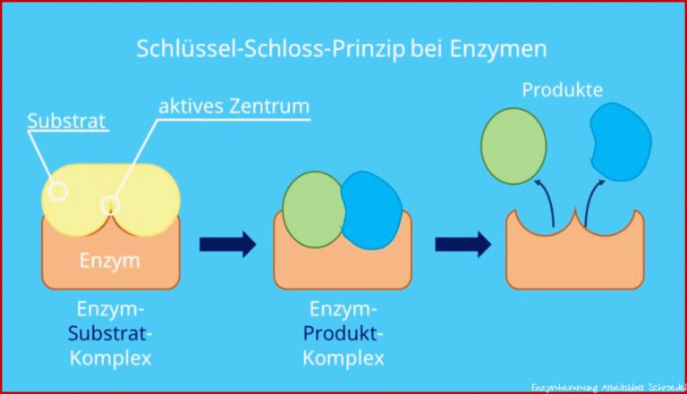 Schlüssel-Schloss-Prinzip â¢ einfach erklärt: Enzyme, Beispiel ...