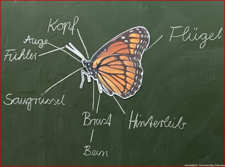 Schmetterling Körperbau Tafelmaterial