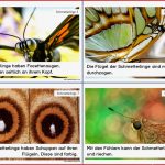 Schmetterlinge Lesekartei • Materialien Grundschule