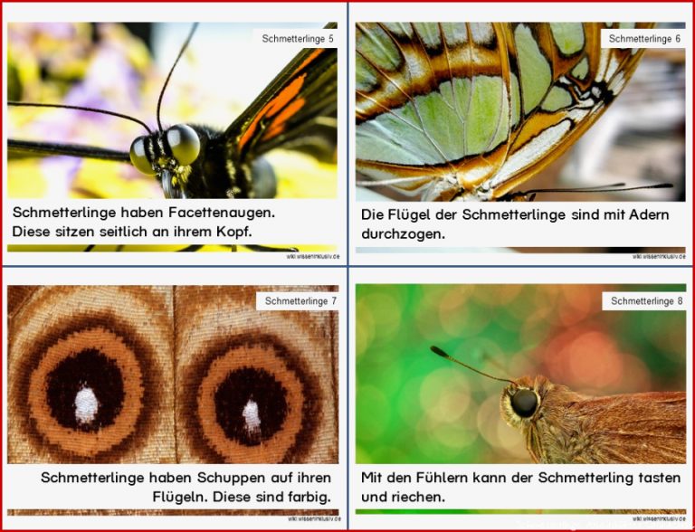 Schmetterlinge Lesekartei • Materialien Grundschule