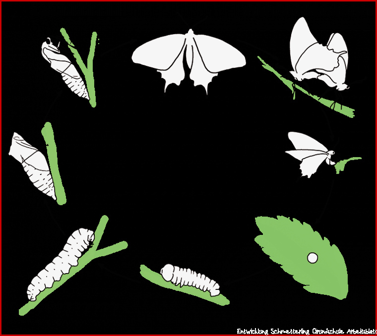 Schmetterlingswiesen