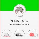 Schnecke K Perbau Arbeitsblatt Ethel Flannery Schule