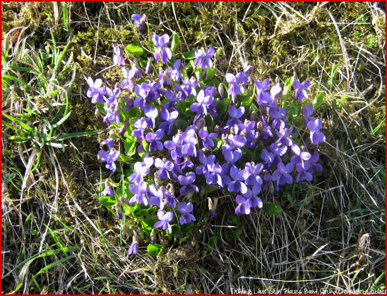 Schreibteufelchen Frühling lässt sein blaues Band