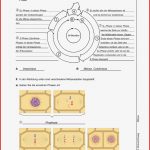 Schroedel Biologie Arbeitsblätter Lösungen Worksheets